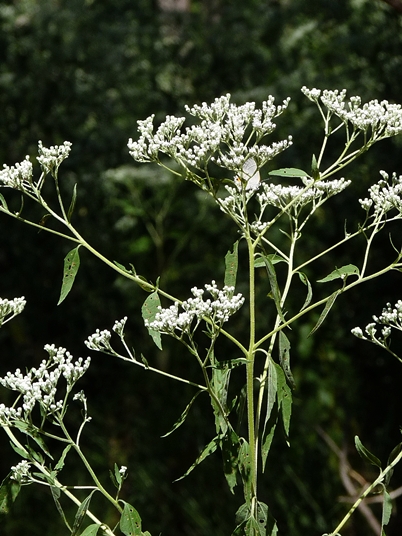 {Eupatorium serotinum}